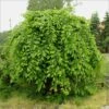 Carpinus Betulus Pendula - Charme Commun Pleureur -Boutique Pafurme Carpinus betulus Pendula 87211 1