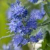 Caryopteris X Clandonensis Blauer Spatz (Oiseau Bleu) -Boutique Pafurme Caryopteris x clandonensis Blauer Spatz Oiseau Bleu IF 17888 1