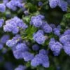 Céanothe Autumnal Blue -Boutique Pafurme Ceanothe Autumnal Blue ceanothus copyright 876871 1