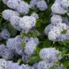 Céanothe Edinburgh -Boutique Pafurme Ceanothus Edinburgh 87737 1