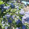 Céanothe Arboreus Trewithen Blue -Boutique Pafurme Ceanothus arboreus trewithen blue ld Walllygrom 9508 1