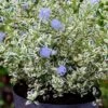 Céanothe Impressus Cool Blue - Lilas De Californie -Boutique Pafurme Ceanothus impressus Cool Blue 88784 1