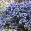 Céanothe Impressus Puget Blue - Lilas De Californie -Boutique Pafurme Ceanothus impressus Puget blue 87686 1