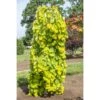 Cercis Canadensis Golden Falls - Gainier Du Canada 1 Cercis Canadensis Golden Falls - Gainier Du Canada -Boutique Pafurme Cercis canadensis Golden Falls Gainier du Canada 16198 1