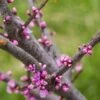 Cercis Canadensis Little Woody - Gainier Du Canada -Boutique Pafurme Cercis canadensis Little Woody 84399 1