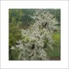 Cercis Canadensis Vanilla Twist - Gainier Du Canada Pleureur Blanc -Boutique Pafurme Cercis canadensis Vanilla Twist 83992 1