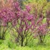 Cercis Chinensis Avondale - Arbre De Judée -Boutique Pafurme Cercis chinensis Avondale 0537003 1