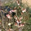 Chaenomeles Cathayensis - Cognassier De Cathay -Boutique Pafurme Chaenomeles cathayensis 86098 1