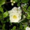 Cognassier Du Japon Yukigoten - Chaenomeles Speciosa