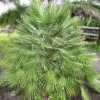 Chamaerops Humilis - Palmier Nain 1 Chamaerops Humilis - Palmier Nain -Boutique Pafurme Chamaerops humilis 832532 1
