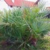 Chamaerops Humilis Cerifera - Palmier Nain Bleuté -Boutique Pafurme Chamaerops humilis Cerifera 82193 1