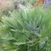 Chamaerops Humilis Compacta - Palmier Nain -Boutique Pafurme Chamaerops humilis Compacta 83256 1