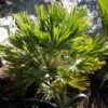Chamaerops Humilis Vulcano - Palmier Nain -Boutique Pafurme Chamaerops humilis Vulcano 82194 1