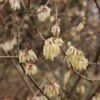 Chimonanthus Praecox Grandiflorus -Boutique Pafurme Chimonanthus praecox Grandiflorus 82345 1