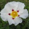 Cistus (x) Loretii - Ciste à Feuilles étroites -Boutique Pafurme Cistus x loretii 83260 1