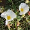 Cistus Corbariensis Rospico - Ciste Des Corbières Panaché. -Boutique Pafurme Cistus corbariensis Rospico 83261 1