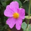 Cistus Creticus - Ciste De Crète 2 Cistus Creticus - Ciste De Crète -Boutique Pafurme Cistus creticus 781978 1