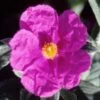 Cistus Pulverulentus Sunset - Ciste Pulvérulent -Boutique Pafurme Cistus pulverulentus Sunset 7901 1