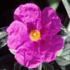 Cistus Pulverulentus Sunset - Ciste Pulvérulent