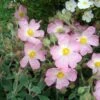 Ciste Silver Pink - Cistus Argenteus -Boutique Pafurme Cistus silver pink 87806 1