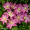 Clématite - Clematis Asao -Boutique Pafurme Clematis Asao 87811 1