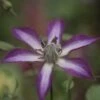 Clématite - Clematis Astra Nova -Boutique Pafurme Clematis Astra Nova 681524 1