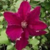 Clématite - Clematis Ernest Marckham -Boutique Pafurme Clematis Ernest Marckham 681496 1