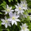 Clématite - Clematis Etoile Nacrée -Boutique Pafurme Clematis Etoile Nacree 87833 1
