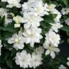 Clématite - Clematis Diversifolia White Arabella -Boutique Pafurme Clematis diversifolia White Arabella 89513 1