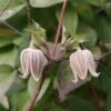 Clématite - Clematis Fusca -Boutique Pafurme Clematis fusca 81371 1