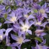 Clématite - Clematis Integrifolia Blue River -Boutique Pafurme Clematis integrifolia Blue River IF 1009691 1