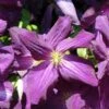 Clématite - Clematis Jackmanii Purpurea -Boutique Pafurme Clematis jackmanii Purpurea Zojapur 81381 1