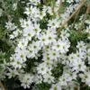 Clématite - Clematis Early Sensation -Boutique Pafurme Clematite Clematis Early Sensation IF 7715694 1