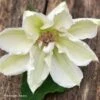 Clématite - Clematis Mrs. Georges Jackman -Boutique Pafurme Clematite Clematis Mrs Georges Jackman 87836 1