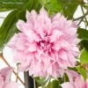 Clématite - Clematis Multi Pink -Boutique Pafurme Clematite Clematis Multi Pink 889370 1