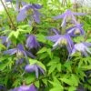 Clématite - Clematis Alpina 2 Clématite - Clematis Alpina -Boutique Pafurme Clematite Clematis alpina 87828 1