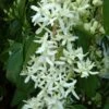 Clématite - Clematis Armandii Little White Charm 2 Clématite - Clematis Armandii Little White Charm -Boutique Pafurme Clematite Clematis armandii Little White Charm IF 6813641 1