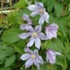 Clématite - Clematis Diversifolia River Star -Boutique Pafurme Clematite Clematis diversifolia River Star IF 6814921 1