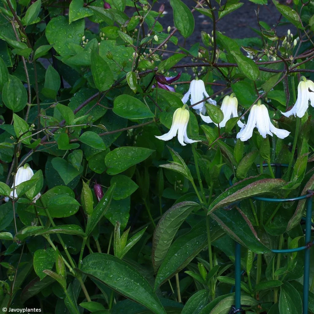 Clématite - Clematis Integrifolia Baby White 3 Clématite - Clematis Integrifolia Baby White
