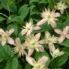 Clématite - Clematis Montana Marjorie -Boutique Pafurme Clematite Clematis montana Marjorie IF 6814881 1
