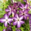 Clématite - Clematis Venosa Violacea -Boutique Pafurme Clematite Venosa 681438 1