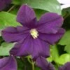 Clématite - Clematis Romantika -Boutique Pafurme Clematite a grandes fleurs Romantika 83616 1