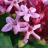 Clerodendrum Bungei - Clérodendron De Bunge -Boutique Pafurme Clerodendron Bungei 7532 1