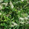 Clethra Alnifolia 1 Clethra Alnifolia -Boutique Pafurme Clethra alnifolia 781577 1