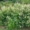 Clethra Alnifolia Hummingbird -Boutique Pafurme Clethra alnifolia Hummingbird 84000 1
