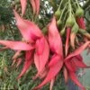 Clianthus Puniceus Flamingo - Pince De Homard -Boutique Pafurme Clianthus puniceus Flamingo 85289 1