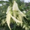 Clianthus Puniceus White Heron - Pince De Homard -Boutique Pafurme Clianthus puniceus White Heron 85291 1