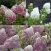 Collection Hortensias Paniculata -Boutique Pafurme Collection Hortensias Paniculatas 67850 1