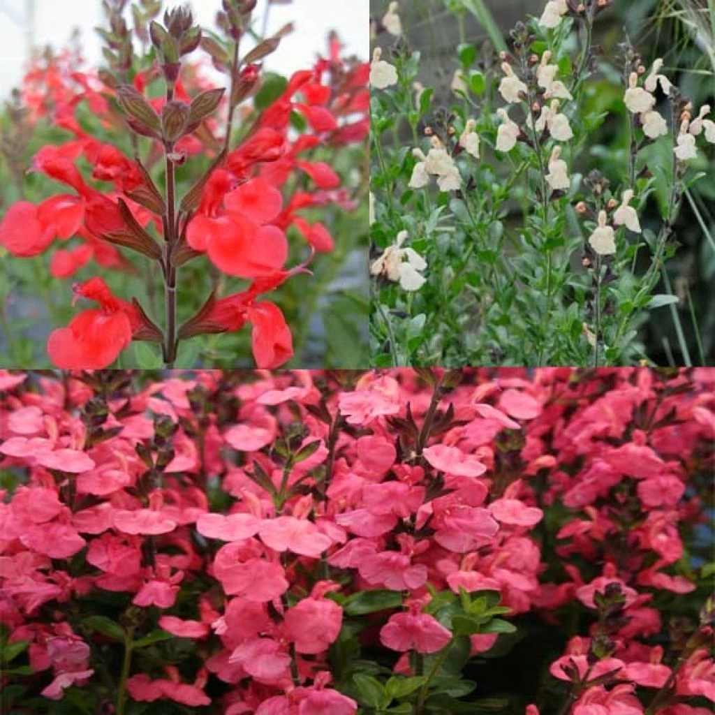 Collection De 3 Sauges 3 Collection De 3 Sauges