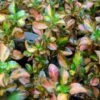 Coprosma Evening Glow -Boutique Pafurme Coprosma Evening Glow 83276 1